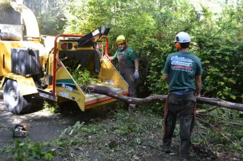 tree services Cave Creek